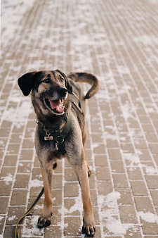 Длиннолапый Хамфр в поиске семьи <3