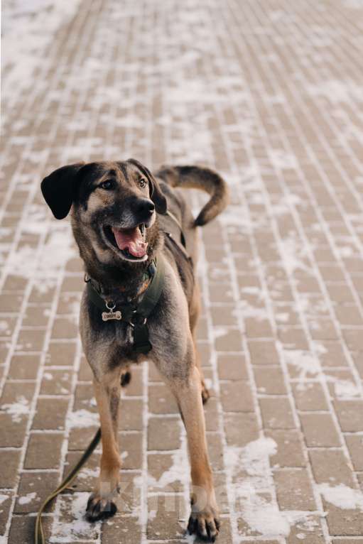Собаки в Москве: Длиннолапый Хамфр в поиске семьи <3 Мальчик, Бесплатно - фото 1