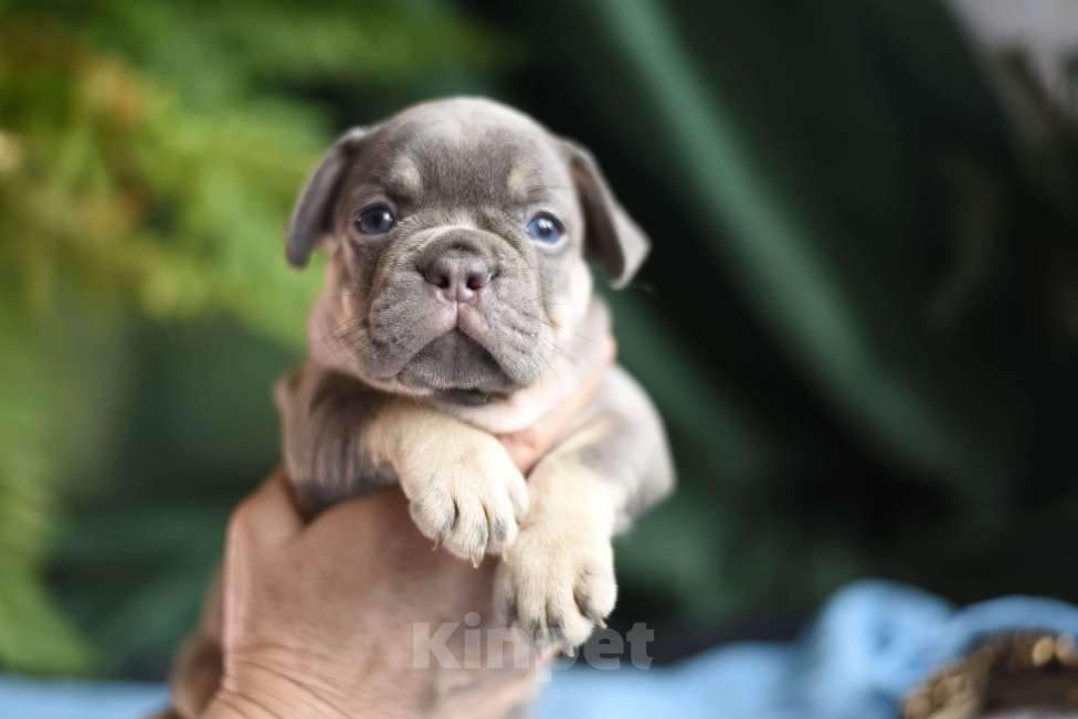 Собаки в Москве: щенки французского бульдога Девочка, 80 000 руб. - фото 8