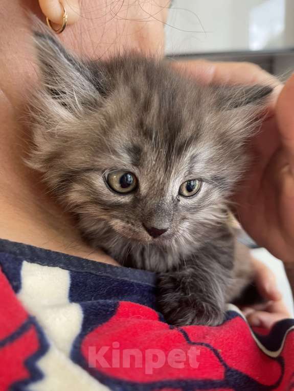 Кошки в Москве: Кусята Девочка, Бесплатно - фото 4