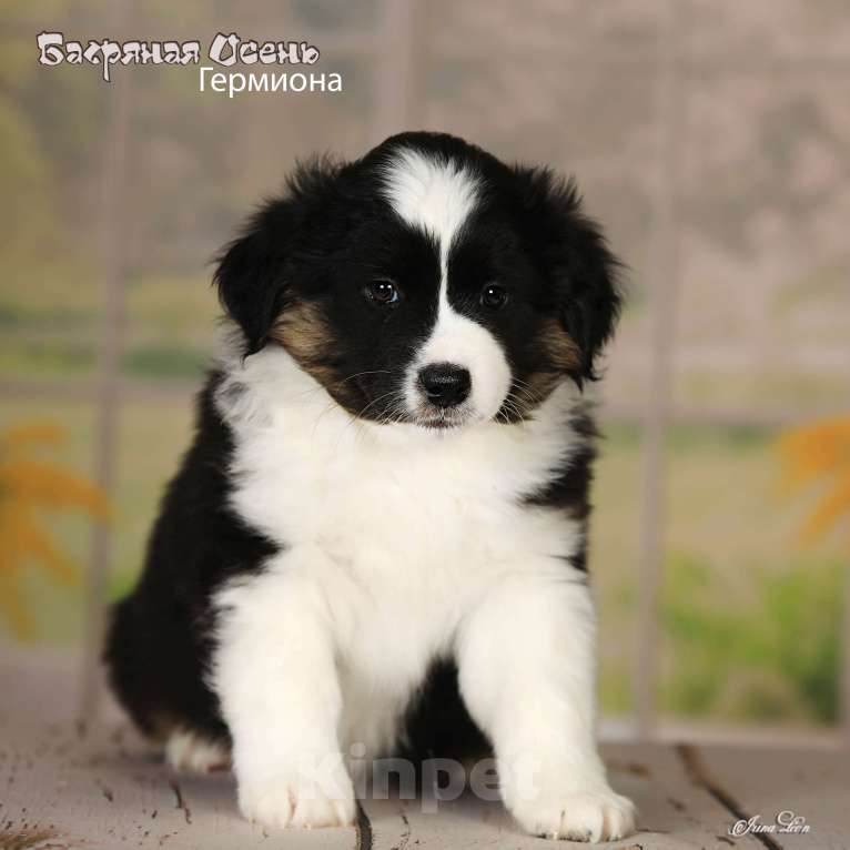 Собаки в других городах Московской области: Продается девочка миниаусси Девочка, 80 000 руб. - фото 5