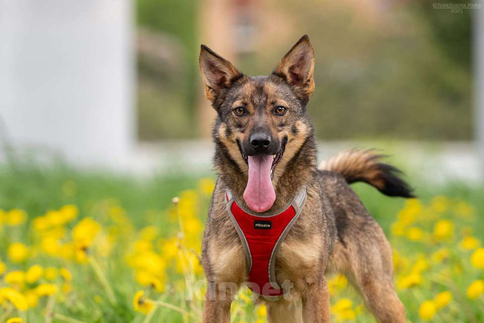 Собаки в Москве: Тесса - маленький комочек трепетной любви Девочка, Бесплатно - фото 3