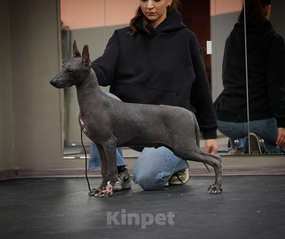 Собаки в Москве: Щенки Ксолоитцкуинтли стандартного размера Мальчик, 70 000 руб. - фото 6