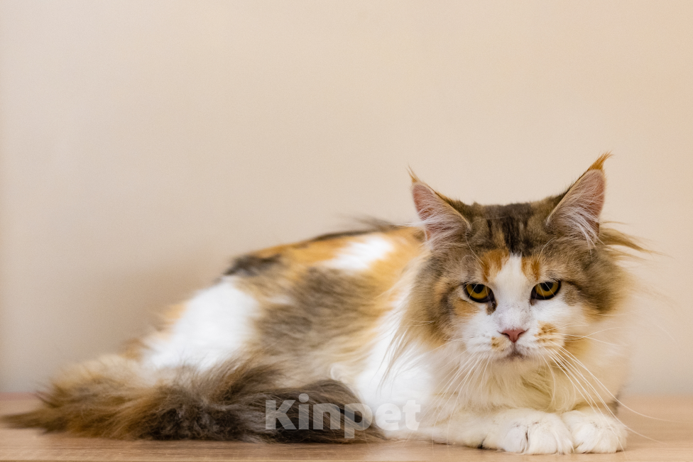 Кошки в Санкт-Петербурге: «Шоколадная» кошечка Девочка, 30 000 руб. - фото 6