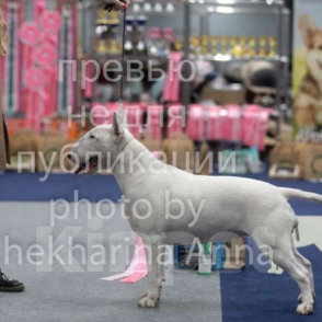 Собаки в Одинцово: Щенок стандартного бультерьера  Девочка, 60 000 руб. - фото 3