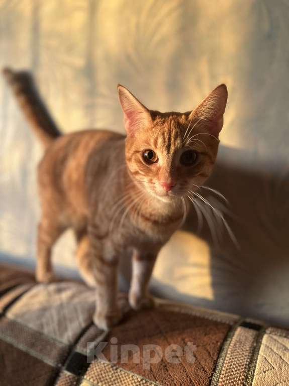 Кошки в Санкт-Петербурге: кот кузя  Мальчик, Бесплатно - фото 1