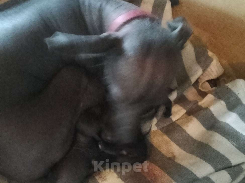 Собаки в Москве: Щенки мексиканка хохлатая лысая только родила ищем хозяев через месяц верные умные  Мальчик, 40 000 руб. - фото 2