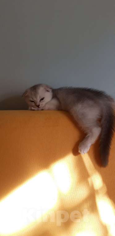 Кошки в Челябинске: Голубой шотландец Мальчик, 25 000 руб. - фото 2