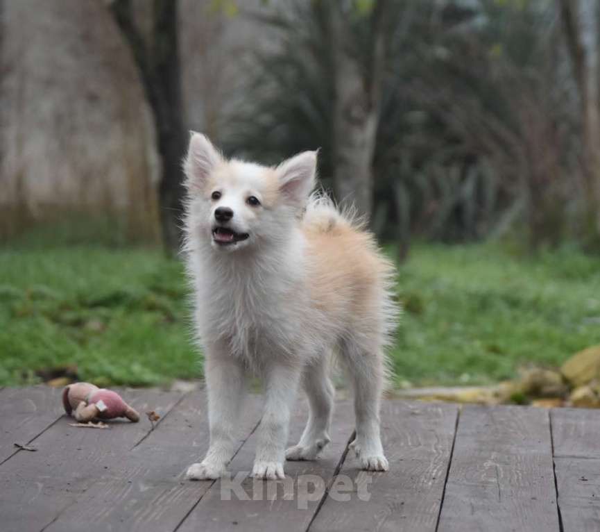Собаки в Москве: Ненецкая оленегонная лайка, кобель Жиган. Мальчик, 60 000 руб. - фото 5