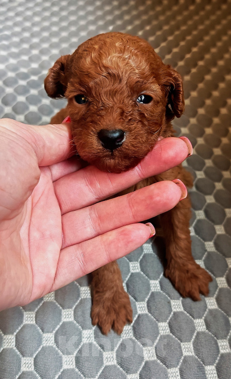 Собаки в Москве: Девочка той пудель РКФ Девочка, 120 000 руб. - фото 5