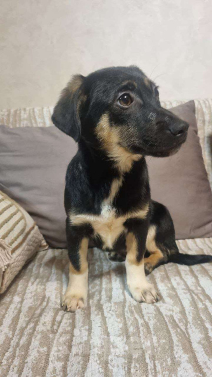 Собаки в Москве: Она смотрит на этот мир с высоты своих коротких лапок, но душа у неё большая и открытая Девочка, Бесплатно - фото 2