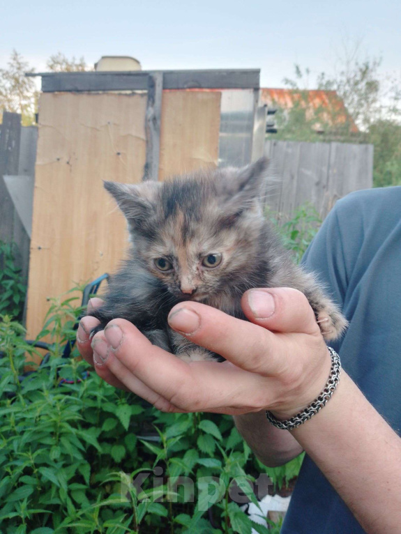 Кошки в Иркутске: Котята ищут дом Девочка, Бесплатно - фото 1