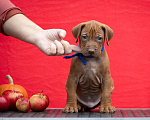 Собаки в Москве: Щенки родезийского риджбека Мальчик, Бесплатно - фото 2