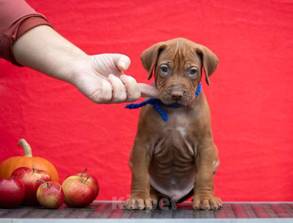 Собаки в Москве: Щенки родезийского риджбека Мальчик, Бесплатно - фото 2