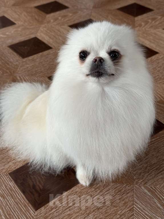 Собаки в Москве: Померанский шпиц взрослая девочка 3.5года  Девочка, 9 000 руб. - фото 2