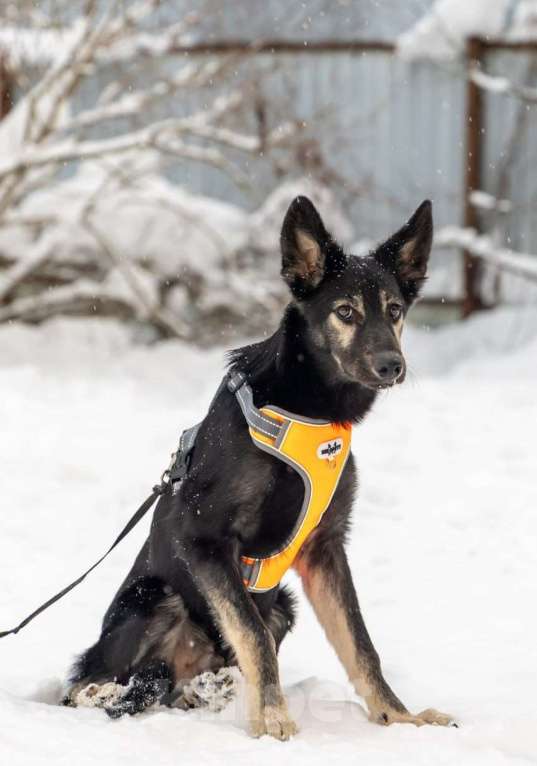 Собаки в Химках: Метис овчарки в поиске своего дома Мальчик, Бесплатно - фото 1
