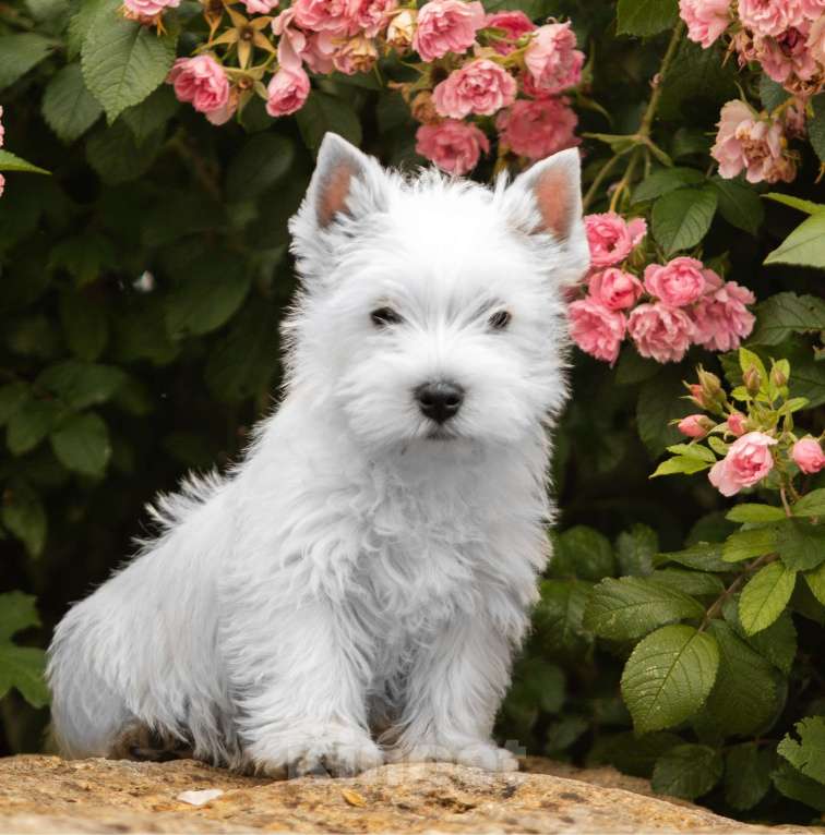 Собаки в Москве: Вест хайленд уайт терьер- настоящие ВЕСТИКИ Мальчик, Бесплатно - фото 4