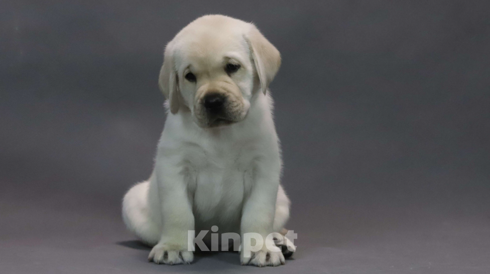 Собаки в других городах Ярославской области: Щенки лабрадора из питомника «Эвалайз» — ваш будущий лучший друг! Мальчик, 80 000 руб. - фото 3