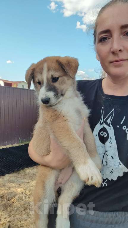 Собаки в других городах Московской области: Пупырка Девочка, Бесплатно - фото 9