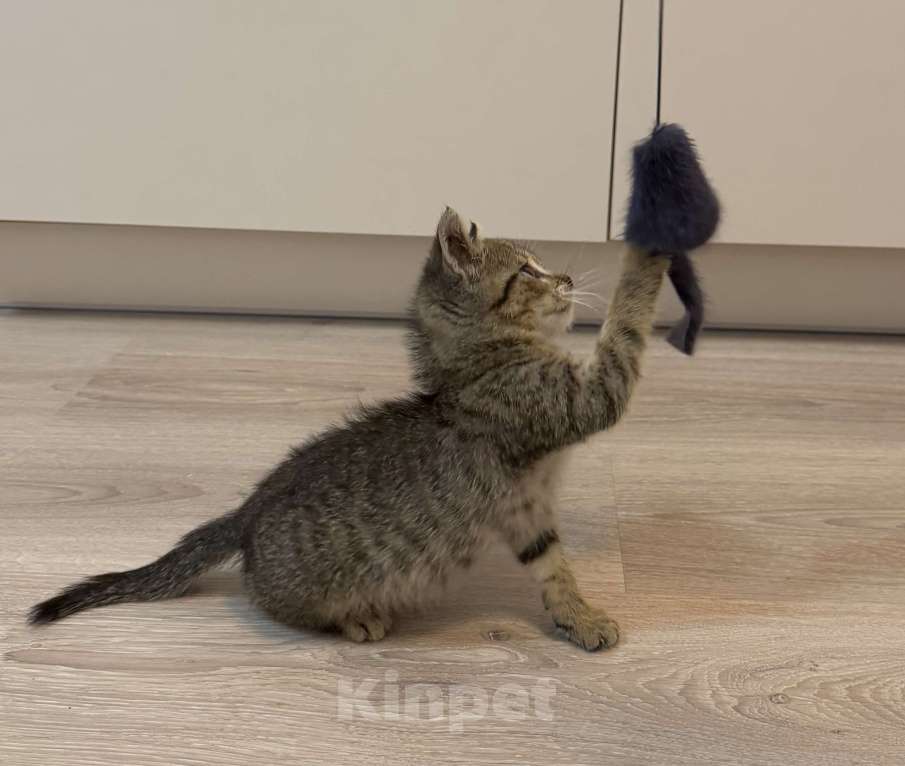 Кошки в Москве: Котенок-мальчик СРОЧНО ищет дом. Бесплатно в добрые руки Мальчик, Бесплатно - фото 2