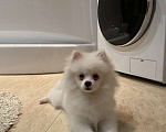 Собаки в других городах Свердловской области: Померанский Шпиц Девочка, 70 000 руб. - фото 1