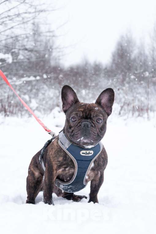 Собаки в Ногинске: Пряня ищет дом Мальчик, Бесплатно - фото 1
