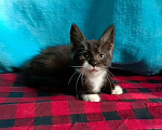 Кошки в Москве: Котёнок метис мейн-кун мальчик 3 мес. Мальчик, 5 000 руб. - фото 2