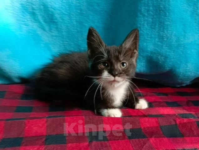 Кошки в Москве: Котёнок метис мейн-кун мальчик 3 мес. Мальчик, 5 000 руб. - фото 2