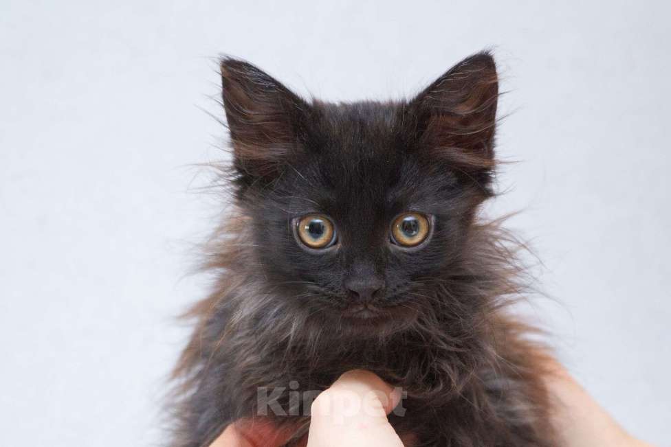 Кошки в Москве: Котёнок Гренка в добрые руки  Девочка, Бесплатно - фото 2