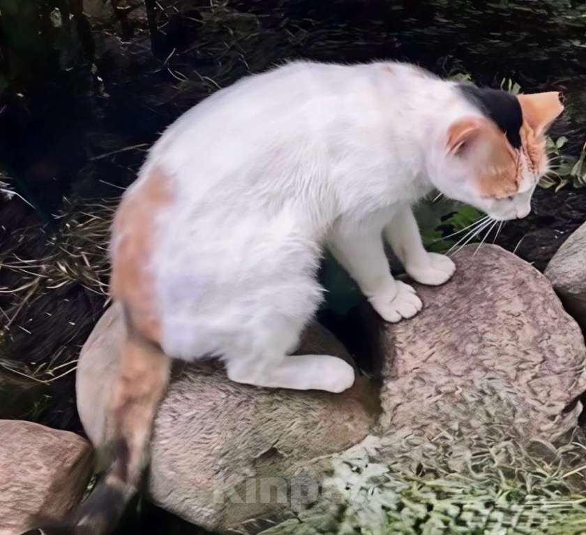 Кошки в Санкт-Петербурге: Кошечка ищет дом Девочка, Бесплатно - фото 2