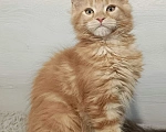 Кошки в других городах Владимирской области: котик мейн кун Мальчик, 35 000 руб. - фото 1