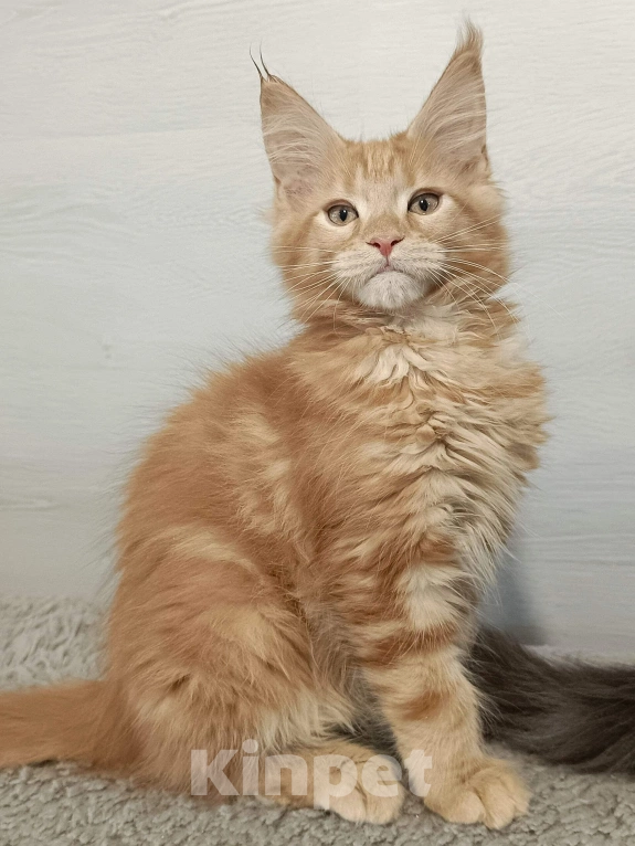 Кошки в других городах Владимирской области: котик мейн кун Мальчик, 35 000 руб. - фото 1
