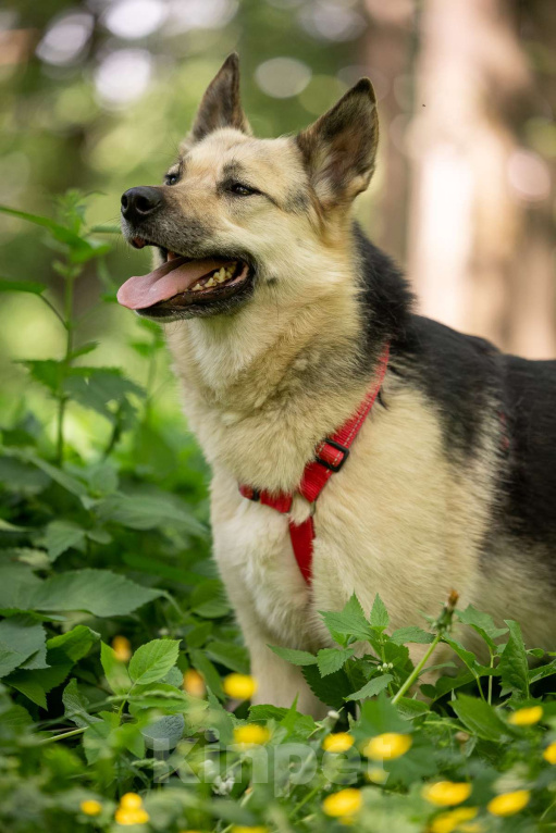 Собаки в Москве: Пеппи ищет дом Девочка, Бесплатно - фото 3