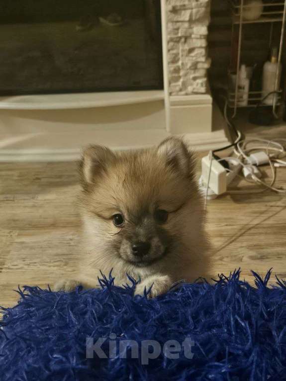 Собаки в Нижнем Новгороде: Поделитесь с Булочкой уютом своего дома! Девочка, 25 000 руб. - фото 1