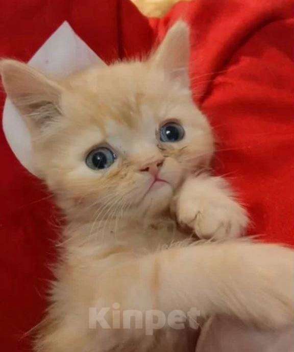 Кошки в Москве: Шотландские котята  Мальчик, 10 000 руб. - фото 3