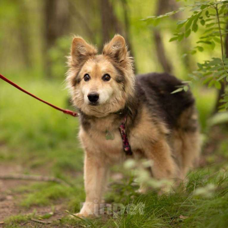 Собаки в Москве: Ната Девочка, Бесплатно - фото 2