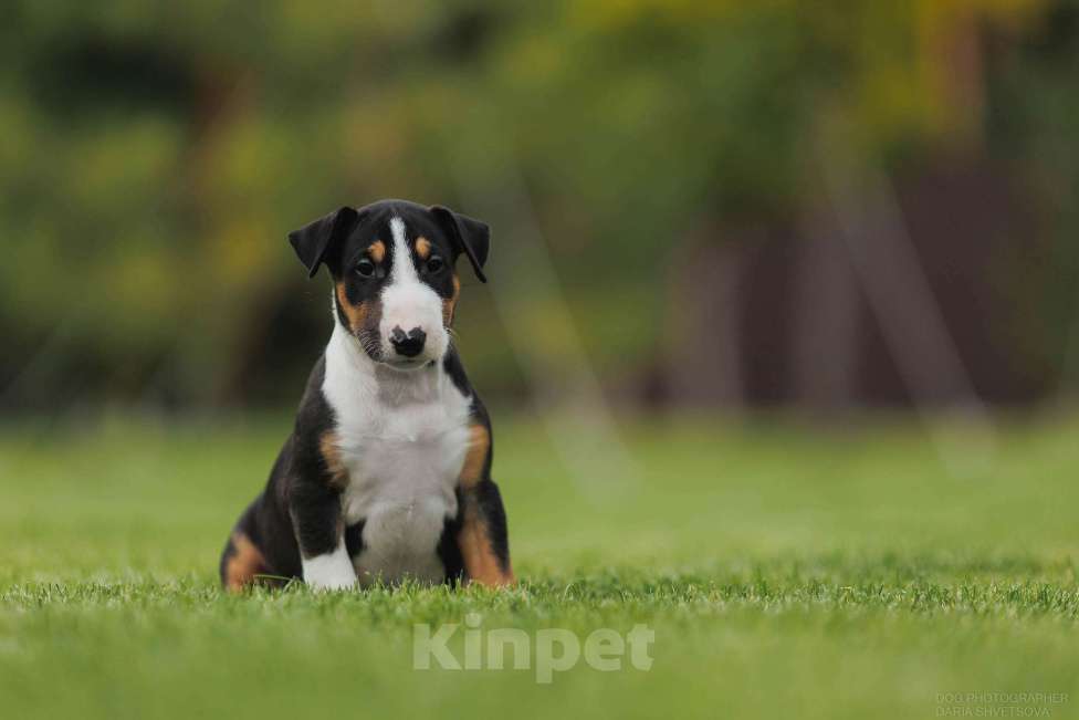 Собаки в Волжском: Стандартная булочка Девочка, 80 руб. - фото 1