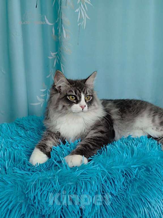 Кошки в Москве: Сибирская девочка Царевна. Девочка, 35 000 руб. - фото 5