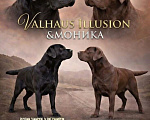 Собаки в Новокузнецке: Щенки лабрадора Девочка, 70 000 руб. - фото 6
