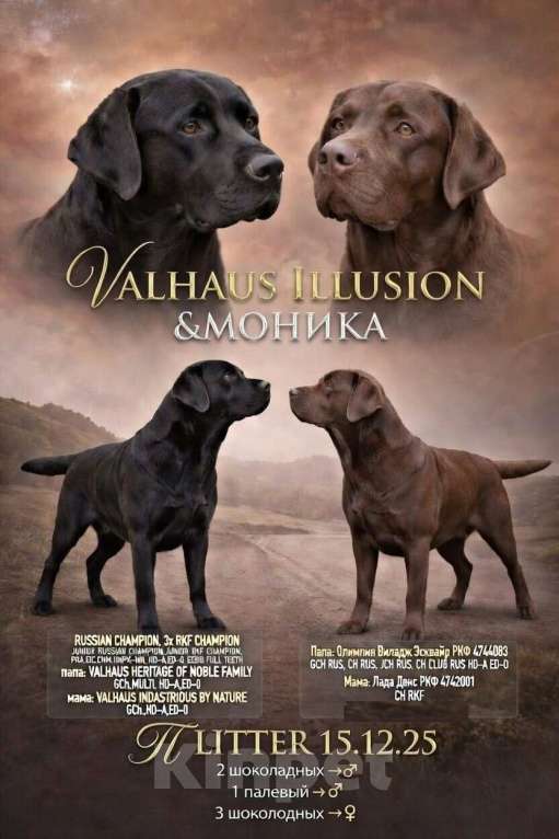 Собаки в Новокузнецке: Щенки лабрадора Девочка, 70 000 руб. - фото 6