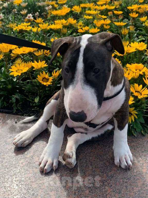 Собаки в Москве: бультерьер стандартный Девочка, 80 000 руб. - фото 4