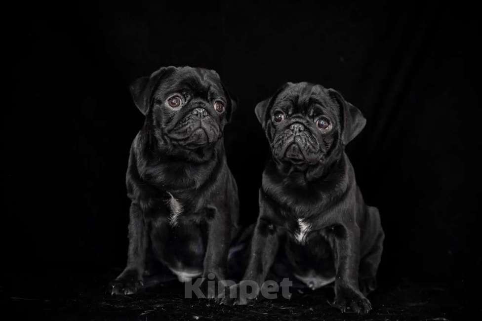 Собаки в Москве: Щенки мопса черного окраса Мальчик, Бесплатно - фото 1