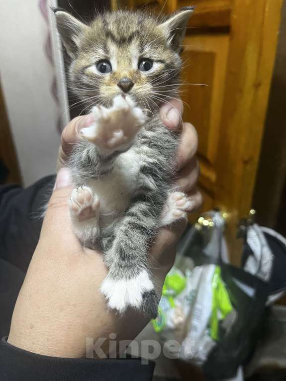 Кошки в Твери: Котята мейн-кун Девочка, 1 500 руб. - фото 2