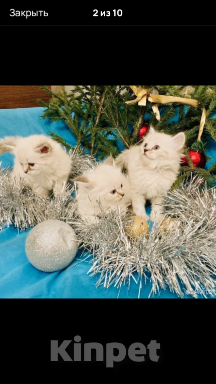 Кошки в Москве: Рэгдолл девочки Девочка, 35 000 руб. - фото 7