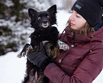 Собаки в Москве: Чихуа  девочка в дар! Девочка, Бесплатно - фото 1