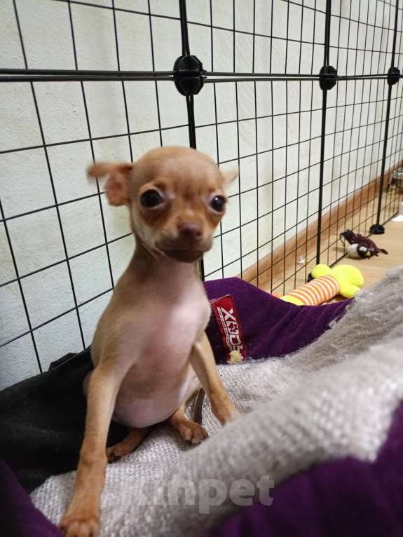 Собаки в Железноводске: Той терьер Девочка, 15 000 руб. - фото 4