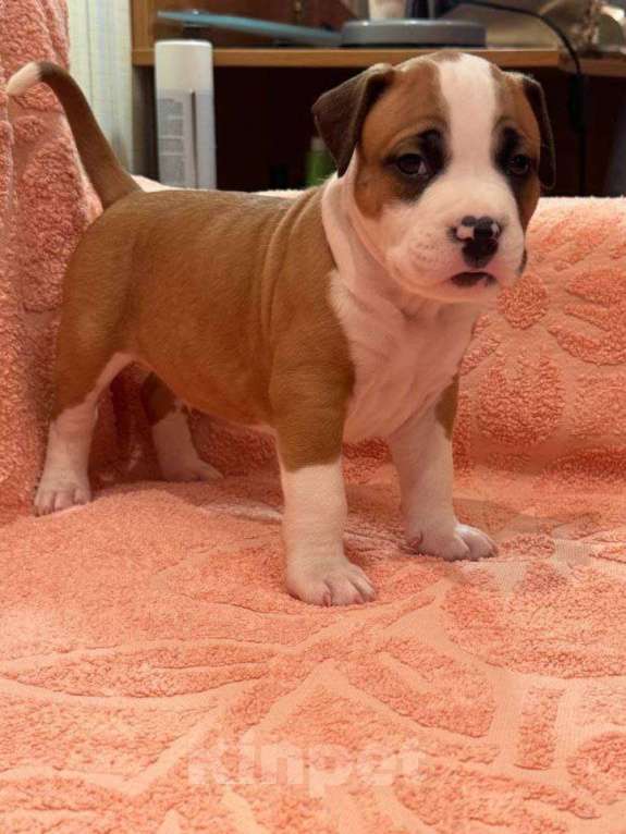 Собаки в Саратове: Щенки от титулованных родителей Мальчик, 50 000 руб. - фото 9