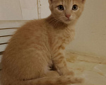 Кошки в Воскресенске: Персик Девочка, Бесплатно - фото 2