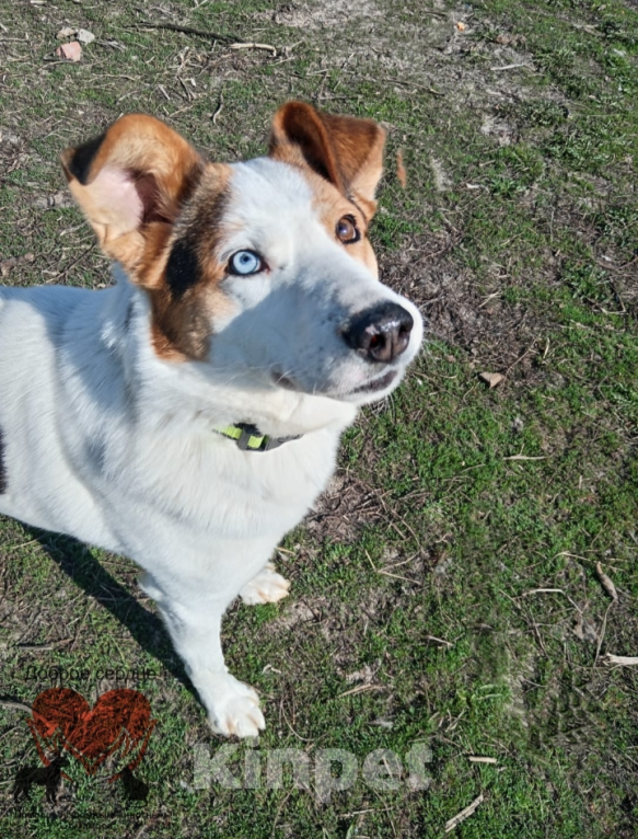 Собаки в Тамбове: Джон Мальчик, Бесплатно - фото 7