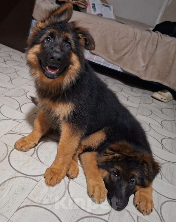 Собаки в Иркутске: Немецкая овчарки длинношерстная. Щенки в Иркутске Мальчик, 50 000 руб. - фото 1